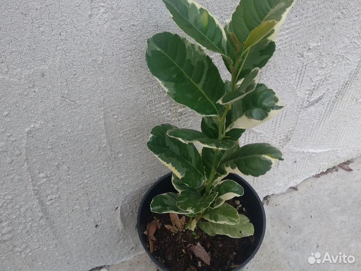 Лимон варегатный Эврика