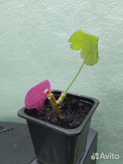 Пеларгония герань сортовая Шоколадница