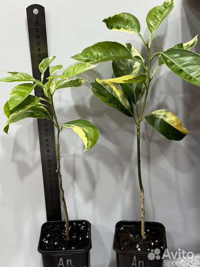 Апельсин валенсия Вариегатный