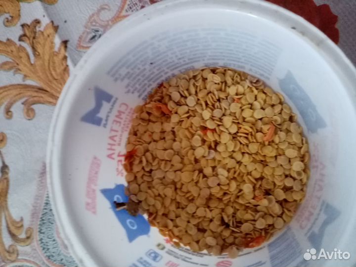 Балгаский перец (сладкий) Семена