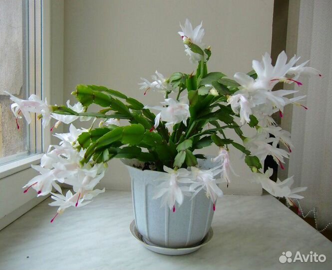 Цветок Декабрист