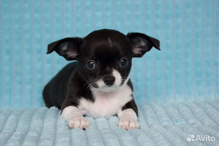 Щенки чихуахуа