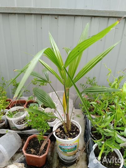 Пальма трахикарпус