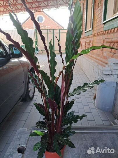 Калатея Руфибарба 80 см