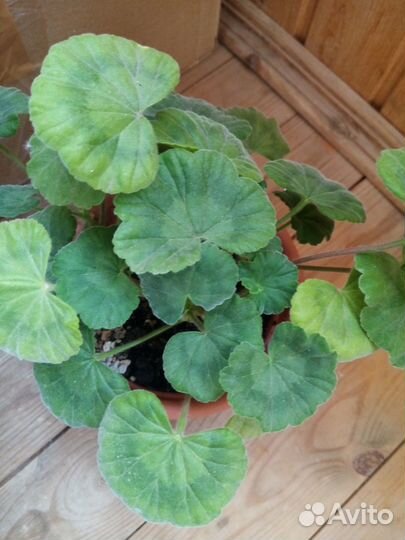 Комнатные цветы