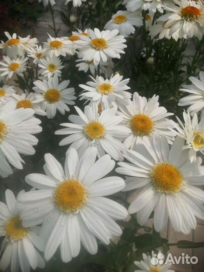 Многолетники для сада