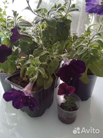 Петунья ампельная