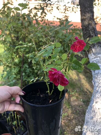 Кустовые розы в горшке и в грунте