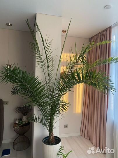 Большой комнатный цветок пальма