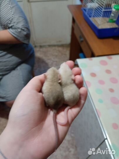 Крыса дамбо