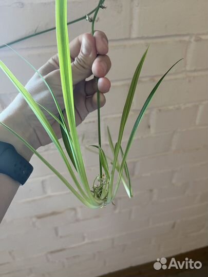 Хлорофитум полосатый