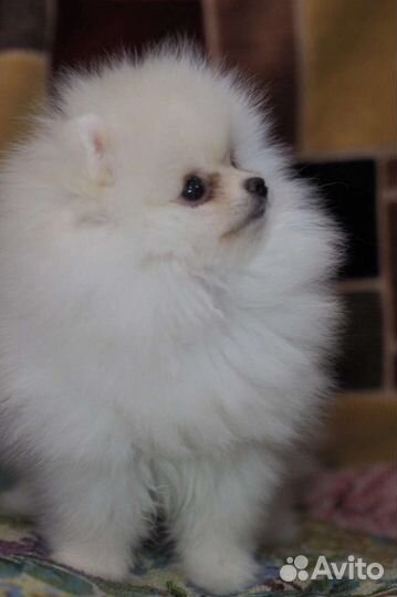 Померанский шпиц