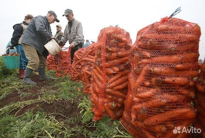 Сборщик овощей, ежедневная выплата