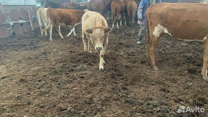 Бычки на откорм
