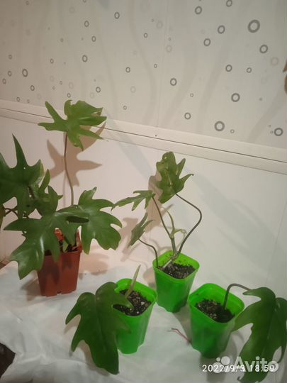 Филодендрон и К