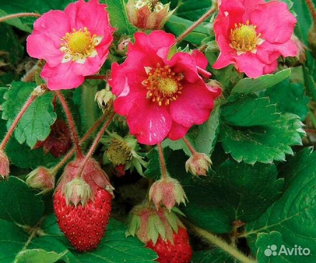 Сортовая ампельная клубника