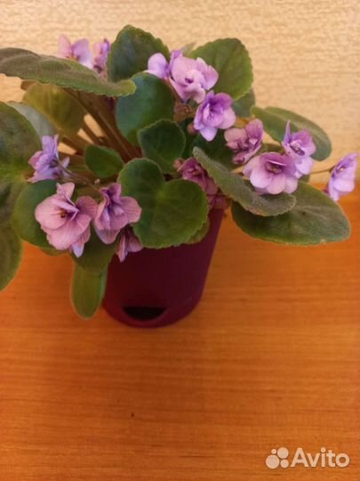 Фиалки Спатифиллум.цикломен