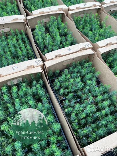 Зкс Сосна сеянцы Ели Лиственницы окс Голуб Горная