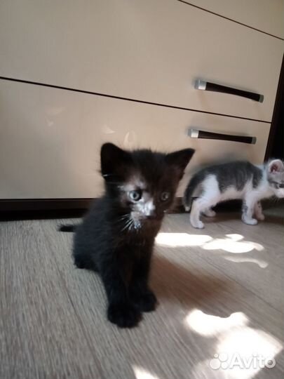 Котята в добрые руки бесплатно