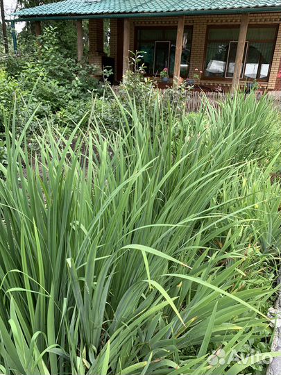 Цветы ирисы доя бассейнов и оформления дизайнов