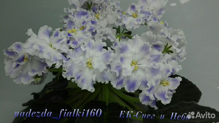 Набор из пяти сортовых стартеров фиалок