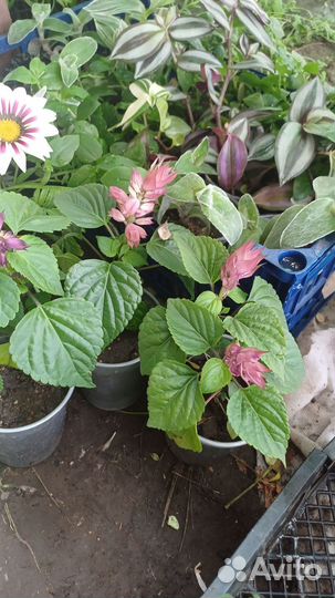 Комнотные и садовые