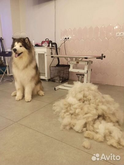 Груминг собак и кошек/передержка кошек,любой район