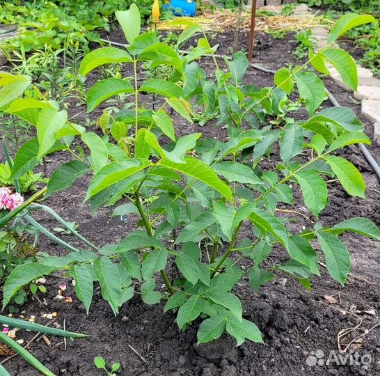 Грецкий орех саженцы