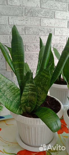Сансевиерия