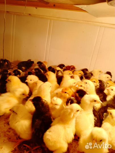 Цыплята несушки