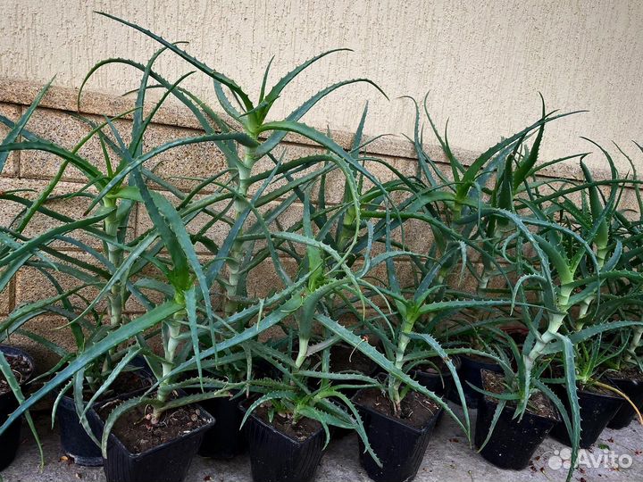 Алоэ лечебный