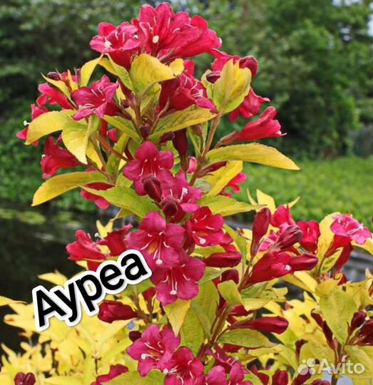 Вейгела в ассортименте