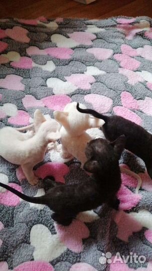 Котики корниши