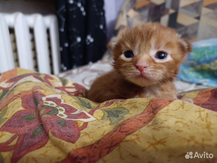Новогодний Мейн кун