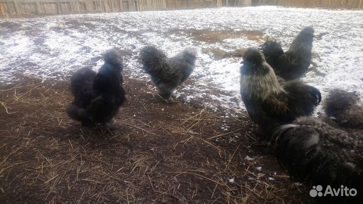 Китайская шелковая