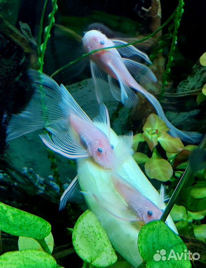 Номерной Анциструс Снежок L 144 Snow White вуаль