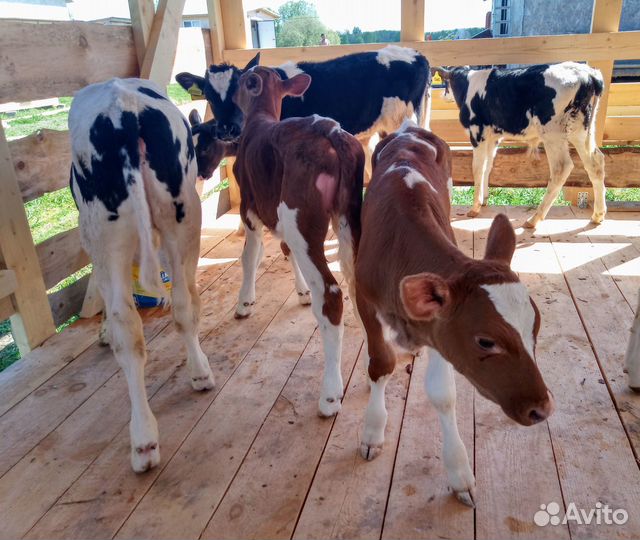 Телята живым весом / на откорм