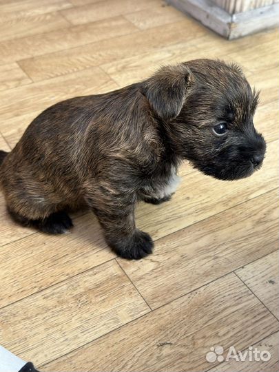 Фурш терьер