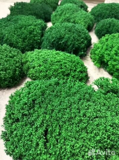 Стабилизированный мох яркий сочный натуральный 925