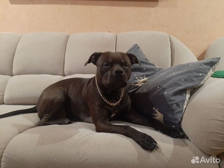 Щенки питбультерьера