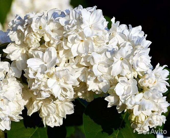 Сирень махровая саженцы Моник Лемуан