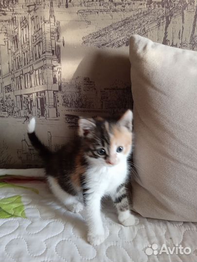 Котенок-девочка 2 месяца