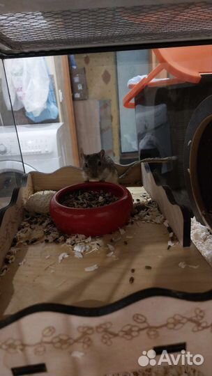 Мышка песчанка