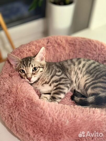 Серый шпротик котёнок,табби(кот) 4 мес