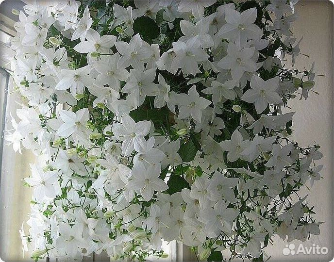 Жених и невеста, кампанула, комнатные растения