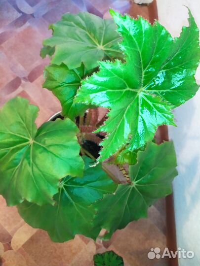 Бегония декоративно-лиственная