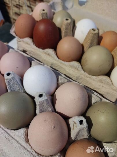 Яйцо домашнее