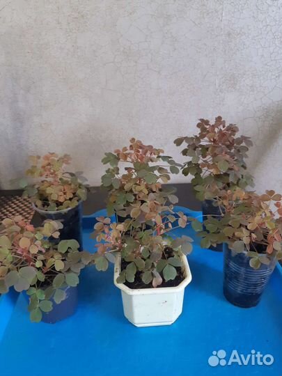 Кислица или оксалис