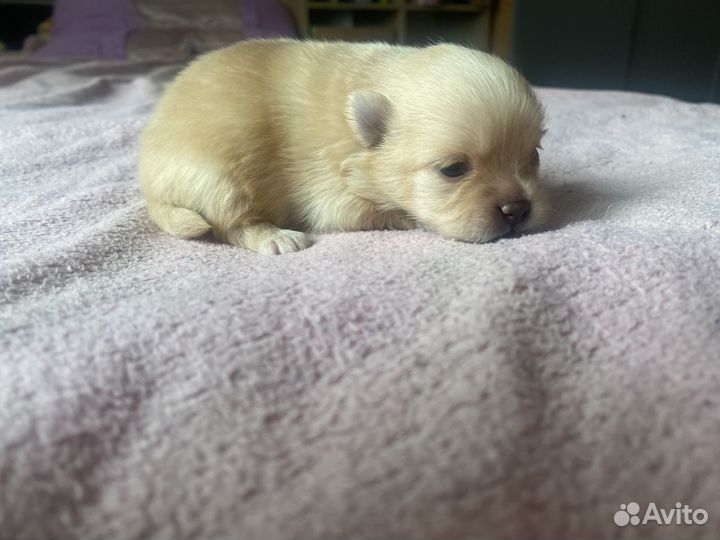 Щенки шпица мини