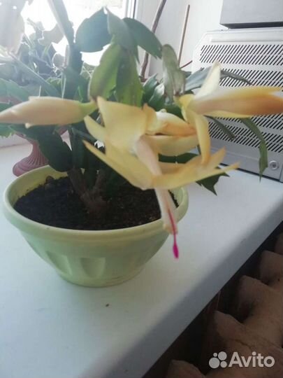 Декабрист цвет шампань с горшком